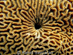 coral by Hamid Sayyaran 